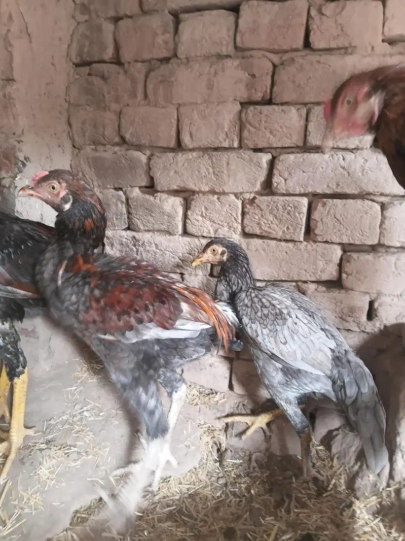 sindhi shamo thai murga bloodline — photo 9