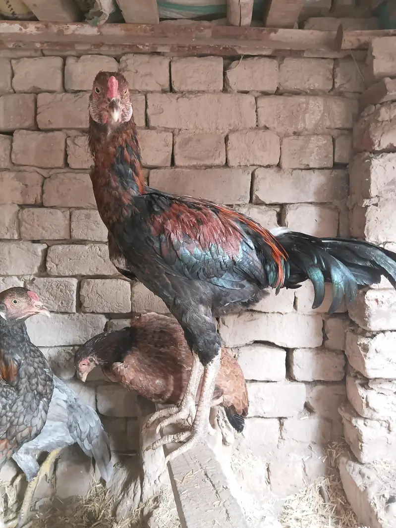 sindhi shamo thai murga bloodline — photo 10