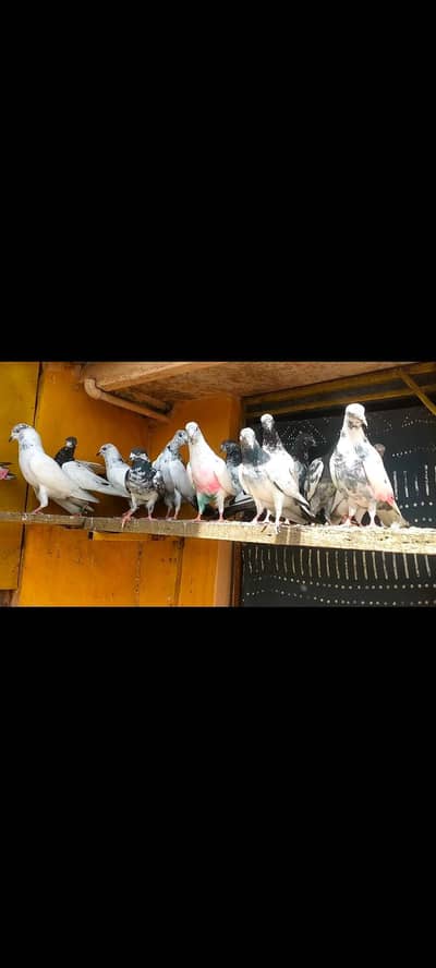 35 parwazi pigeons