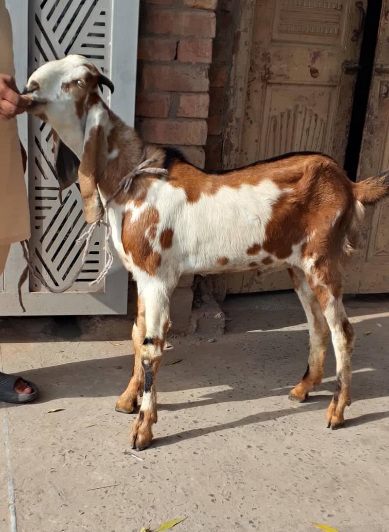 Desi Bakra 0
