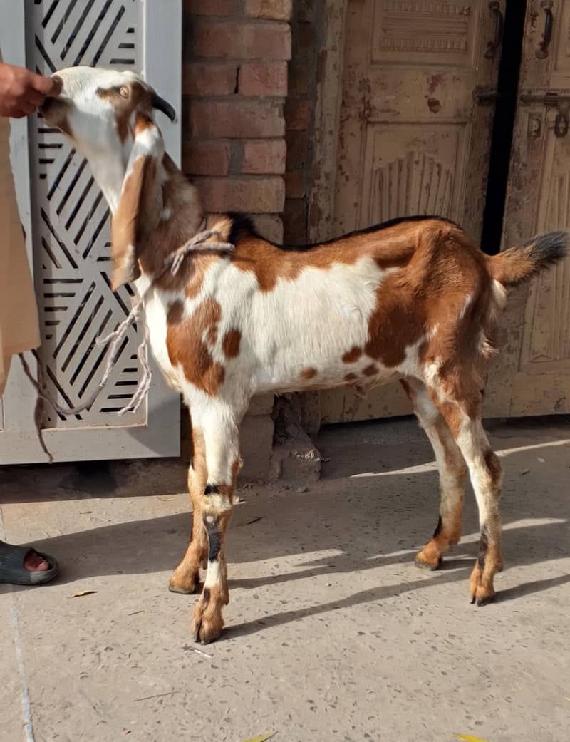 Desi Bakra 1
