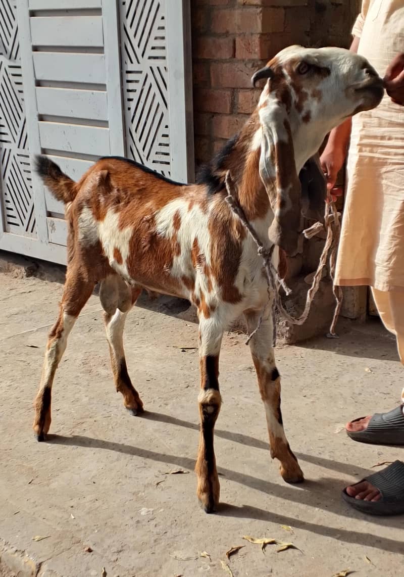 Desi Bakra 2
