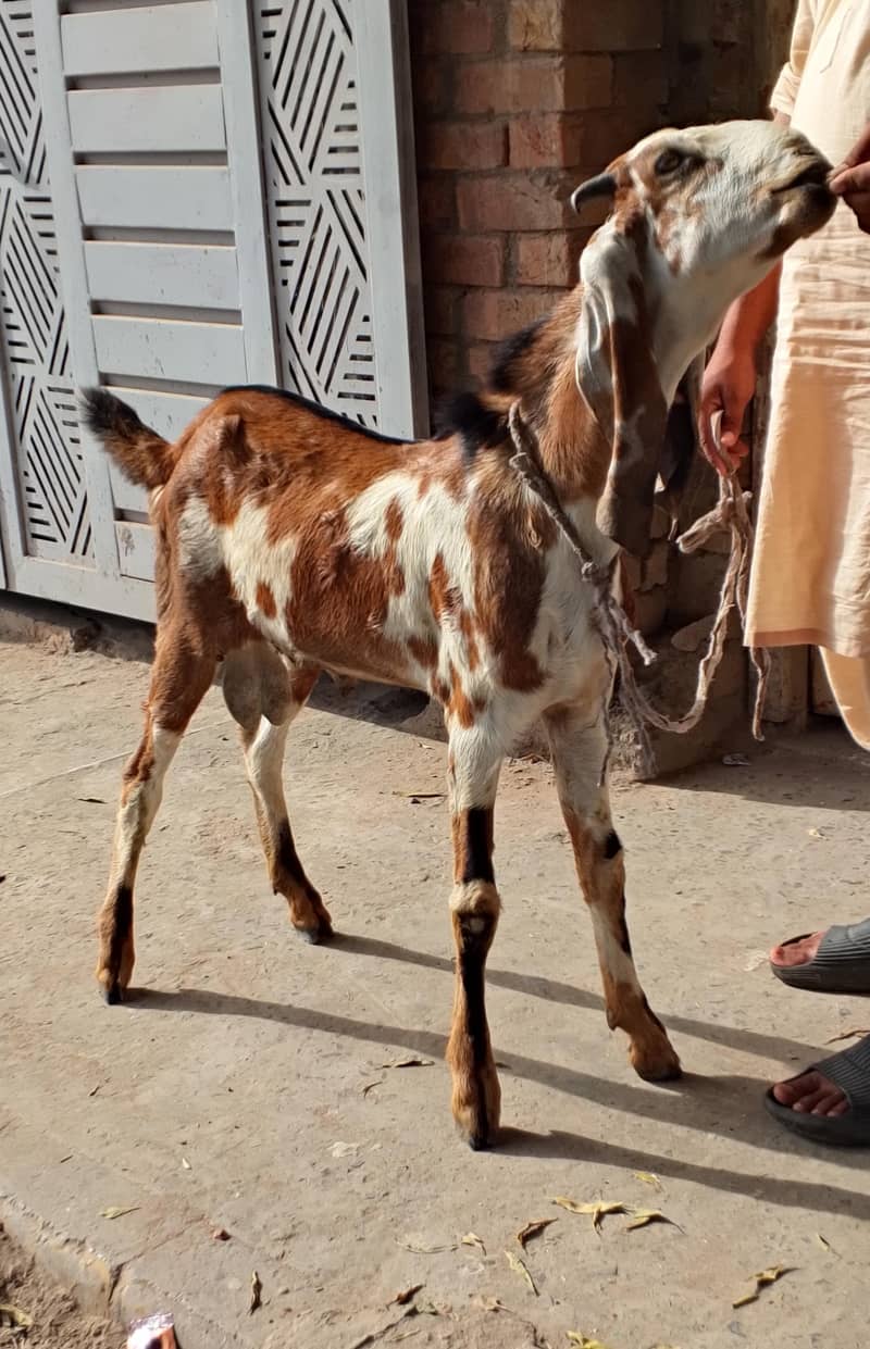 Desi Bakra 3