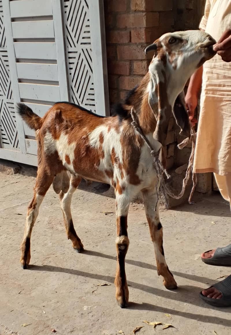 Desi Bakra 4