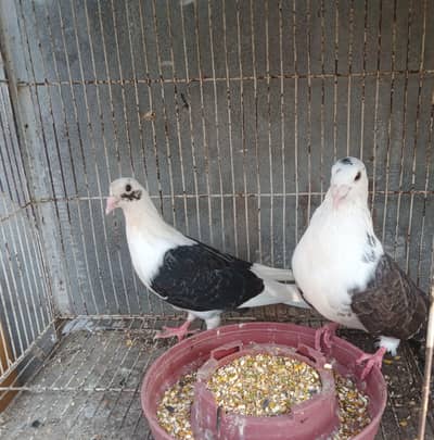 black saddle pair breeder for sale