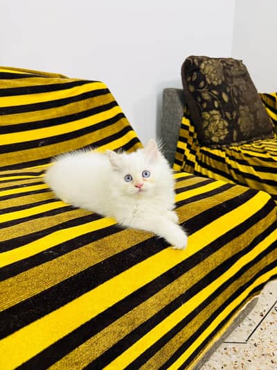 Kitten for sale