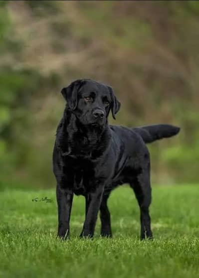 Labrador dog briding