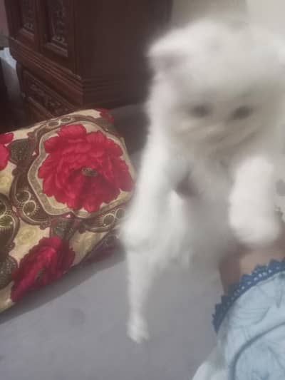 for sale 03176330177