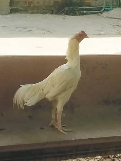 Paper White Aseel Heera