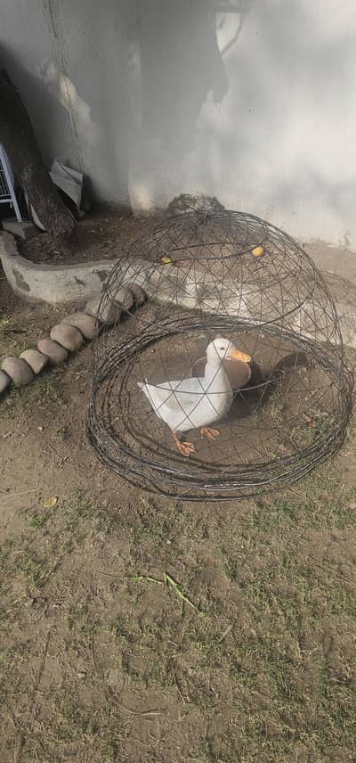 Friendly Duck