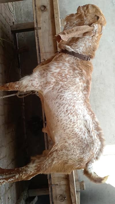 MashaAllha Pura maki chini Bakra breeder fresh 6 dant