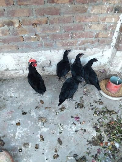 Black Australorp