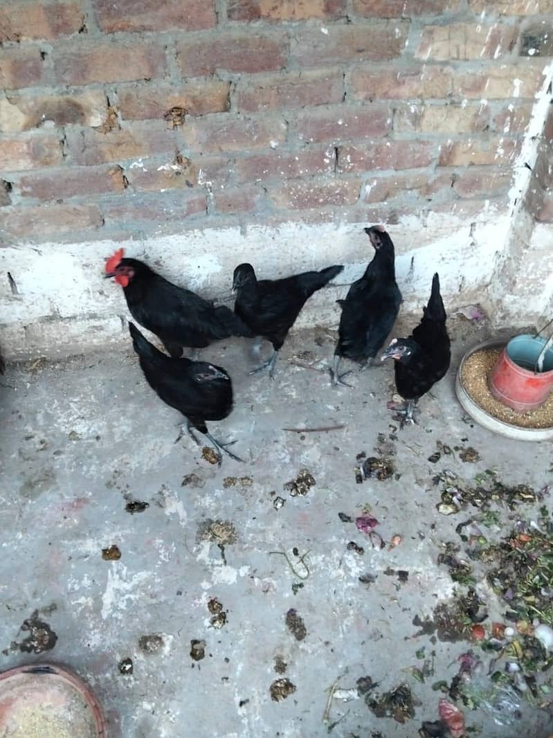 Black Australorp 4