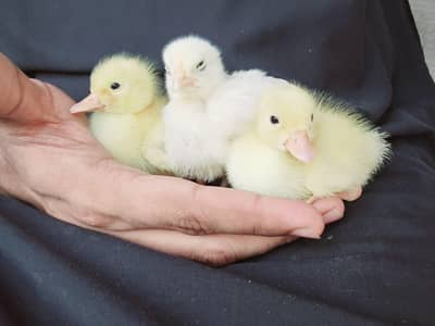 5 Little Ducklings
