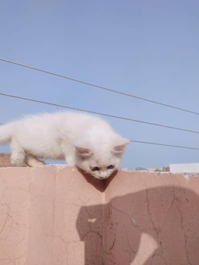 contact nmbr 03424921625 white male and female