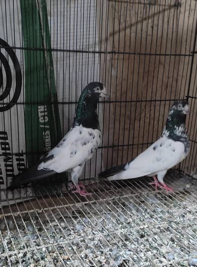 quality birds