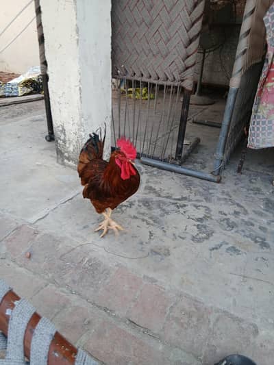 RIR murgha for sale ready to breed