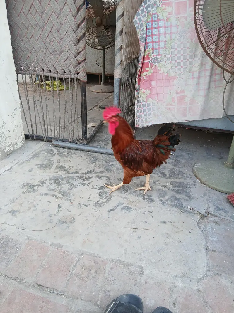 RIR murgha for sale ready to breed — photo 2