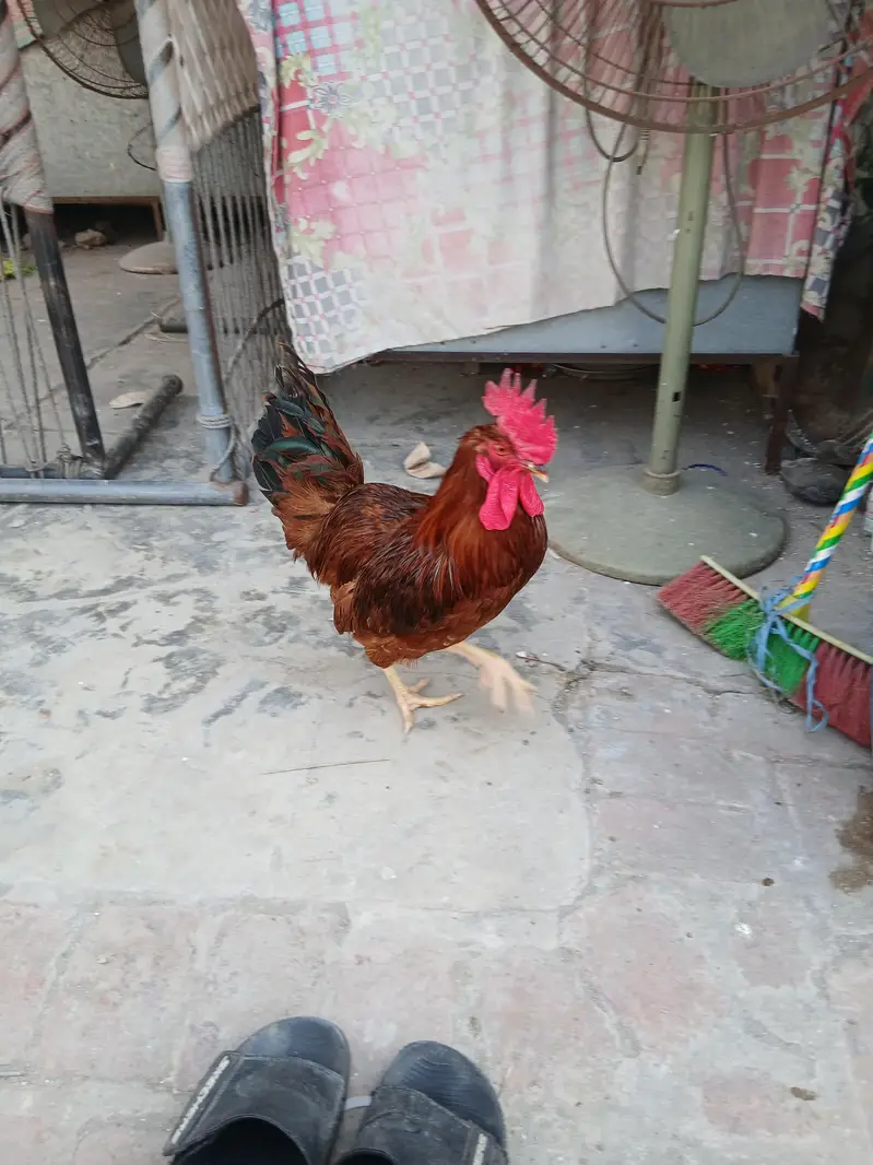 RIR murgha for sale ready to breed — photo 3