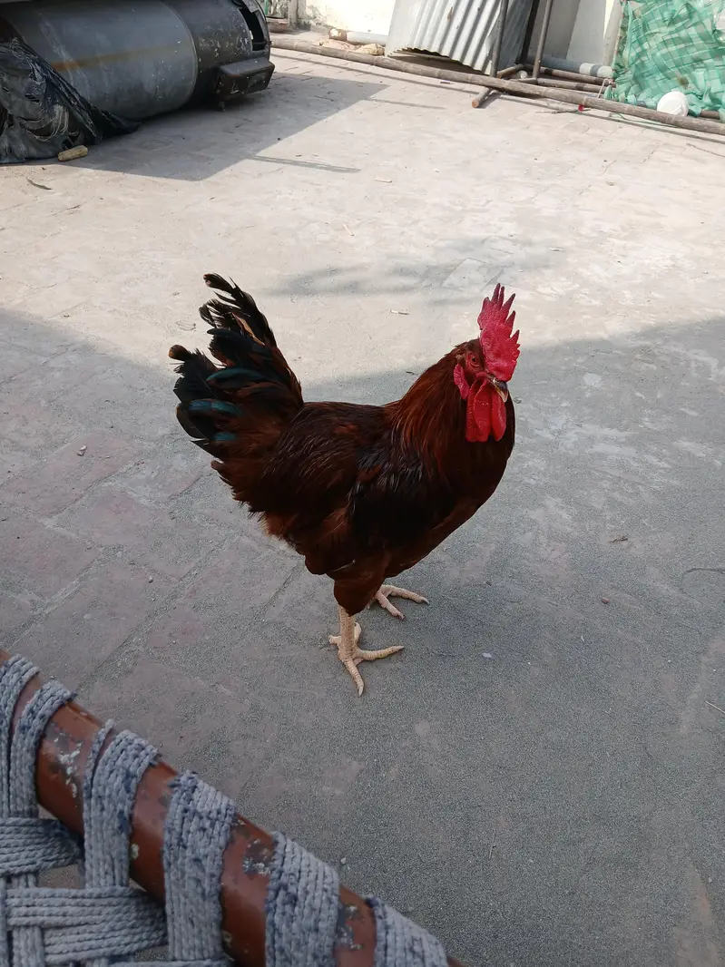 RIR murgha for sale ready to breed — photo 4