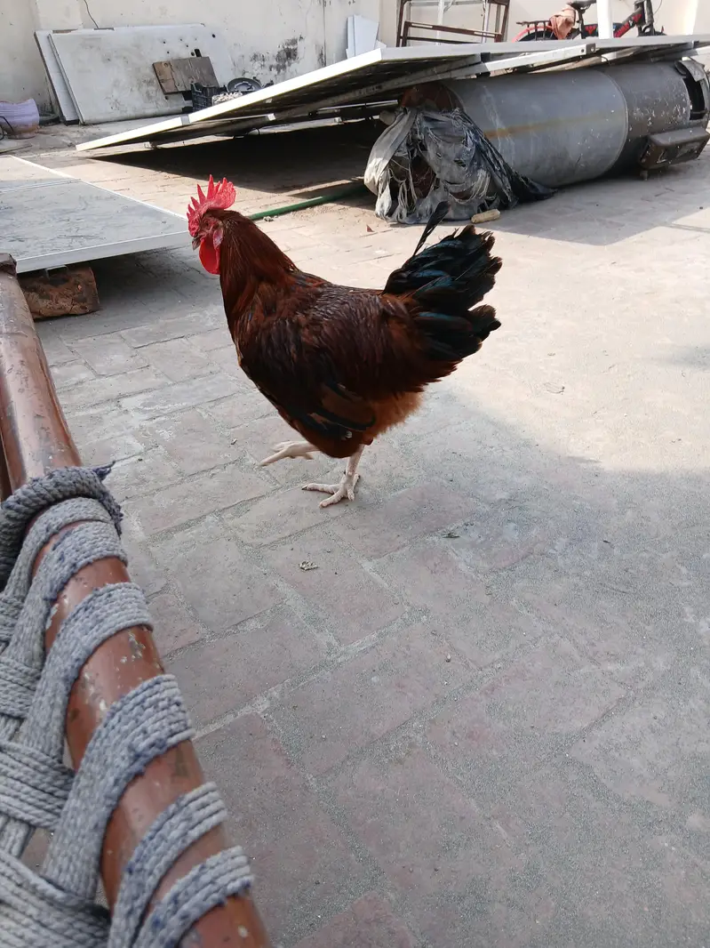 RIR murgha for sale ready to breed — photo 5