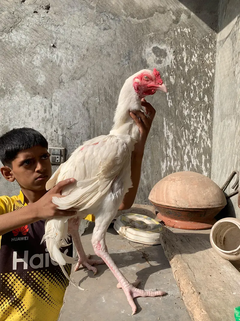 Aseel Heera 03009470529 — photo 3