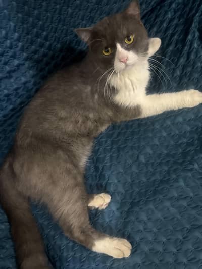 male cat