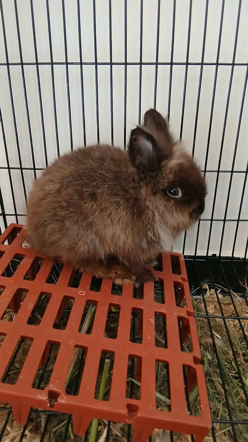 Female Breeder Lion head — photo 2