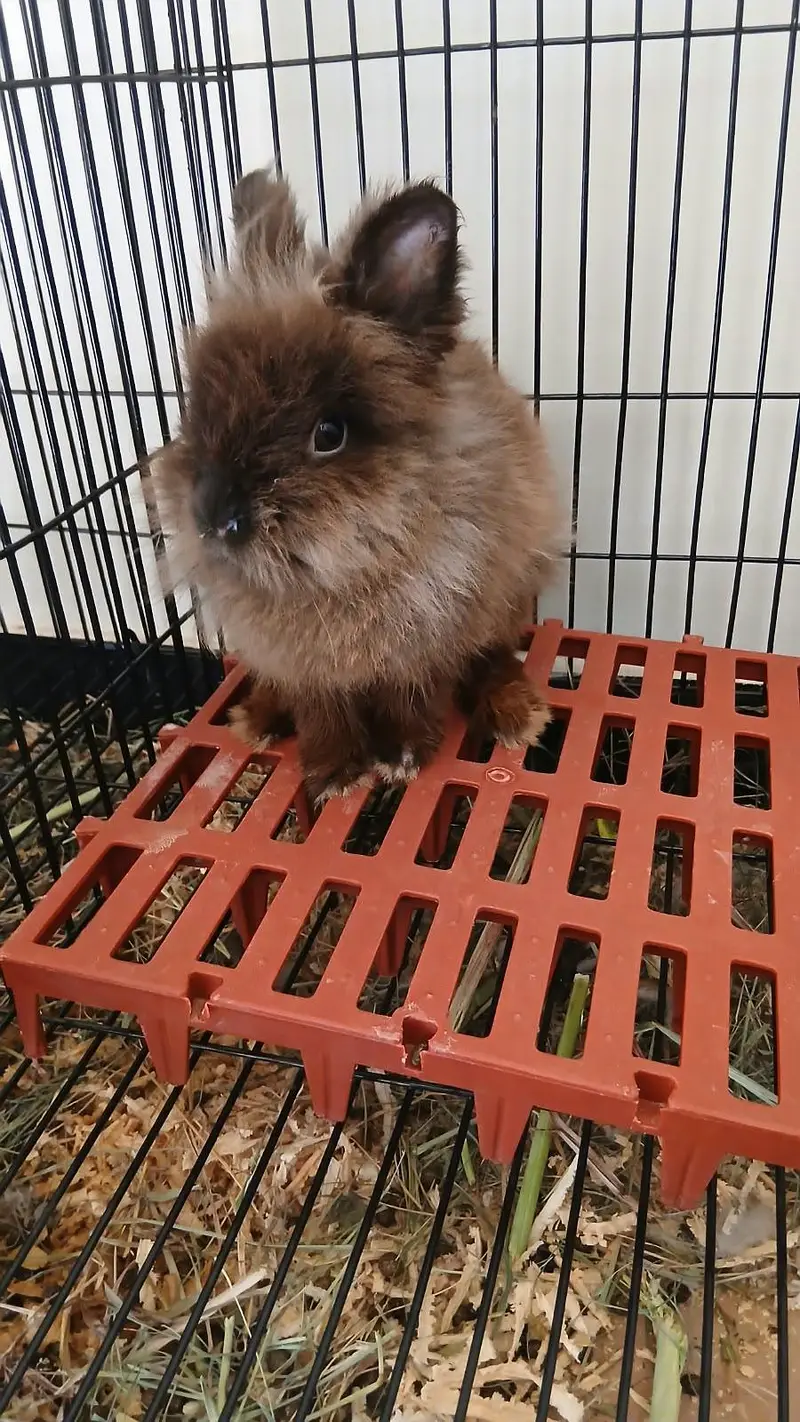 Female Breeder Lion head — photo 3