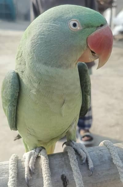 Full boolta hy video avibale hy