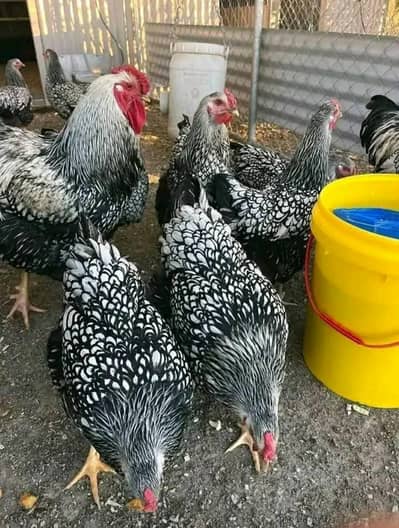 silver laced wyandotte chicks