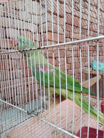 Raw parrot