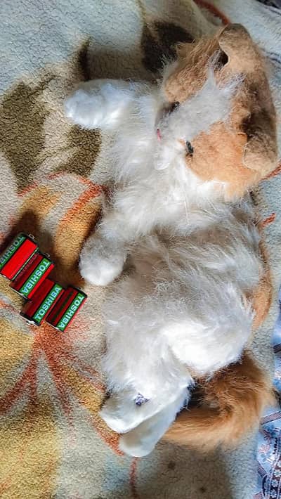 reboot cat