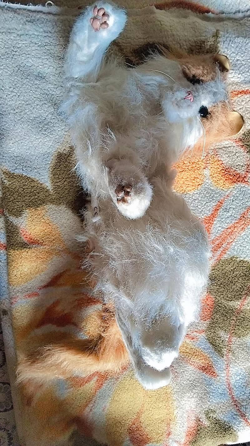 reboot cat 1