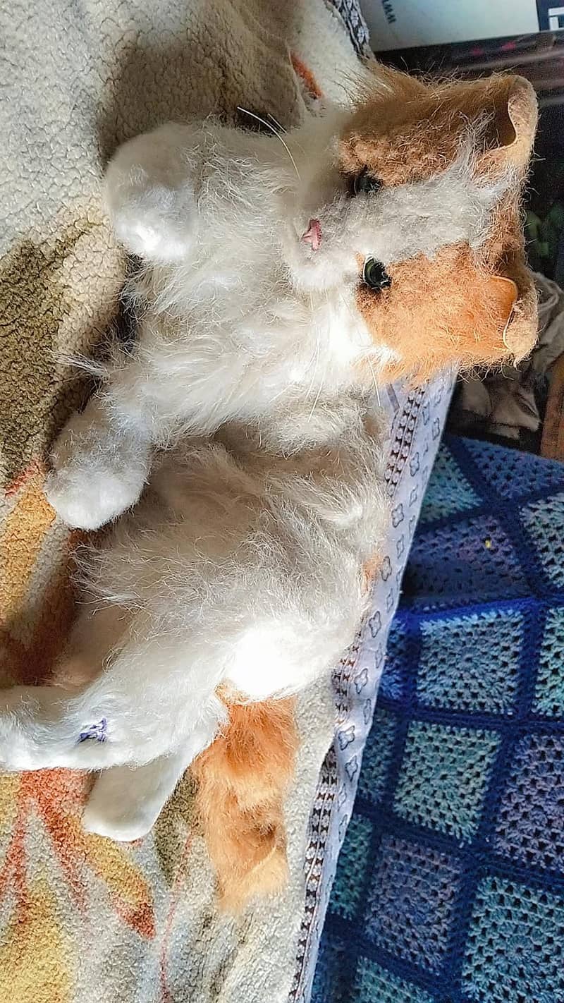 reboot cat 2