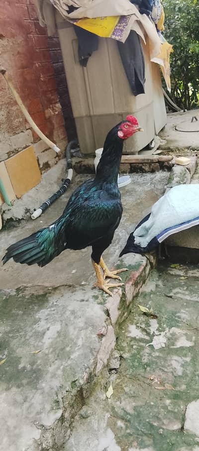 lassani mushka patha for sale