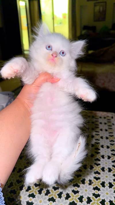 Gorgeous White Persian Fluffy Kittens | Blue Eyes | Triple Coat.