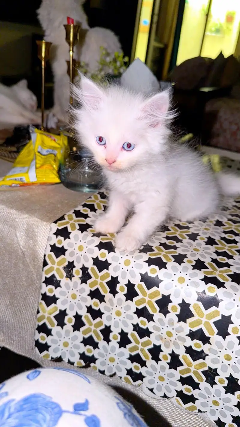 Gorgeous White Persian Fluffy Kittens | Blue Eyes | Triple Coat. — photo 2