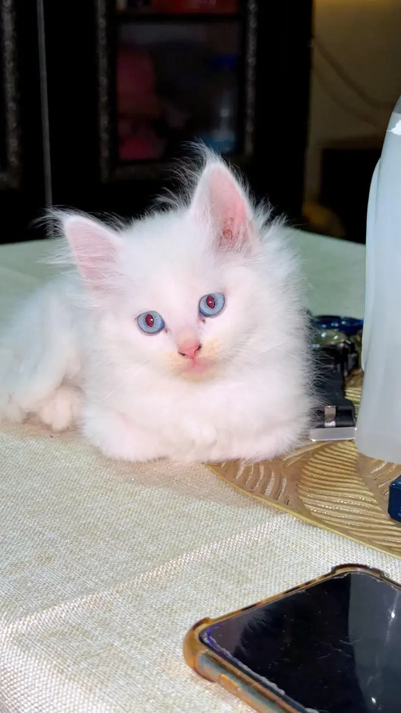 Gorgeous White Persian Fluffy Kittens | Blue Eyes | Triple Coat. — photo 3