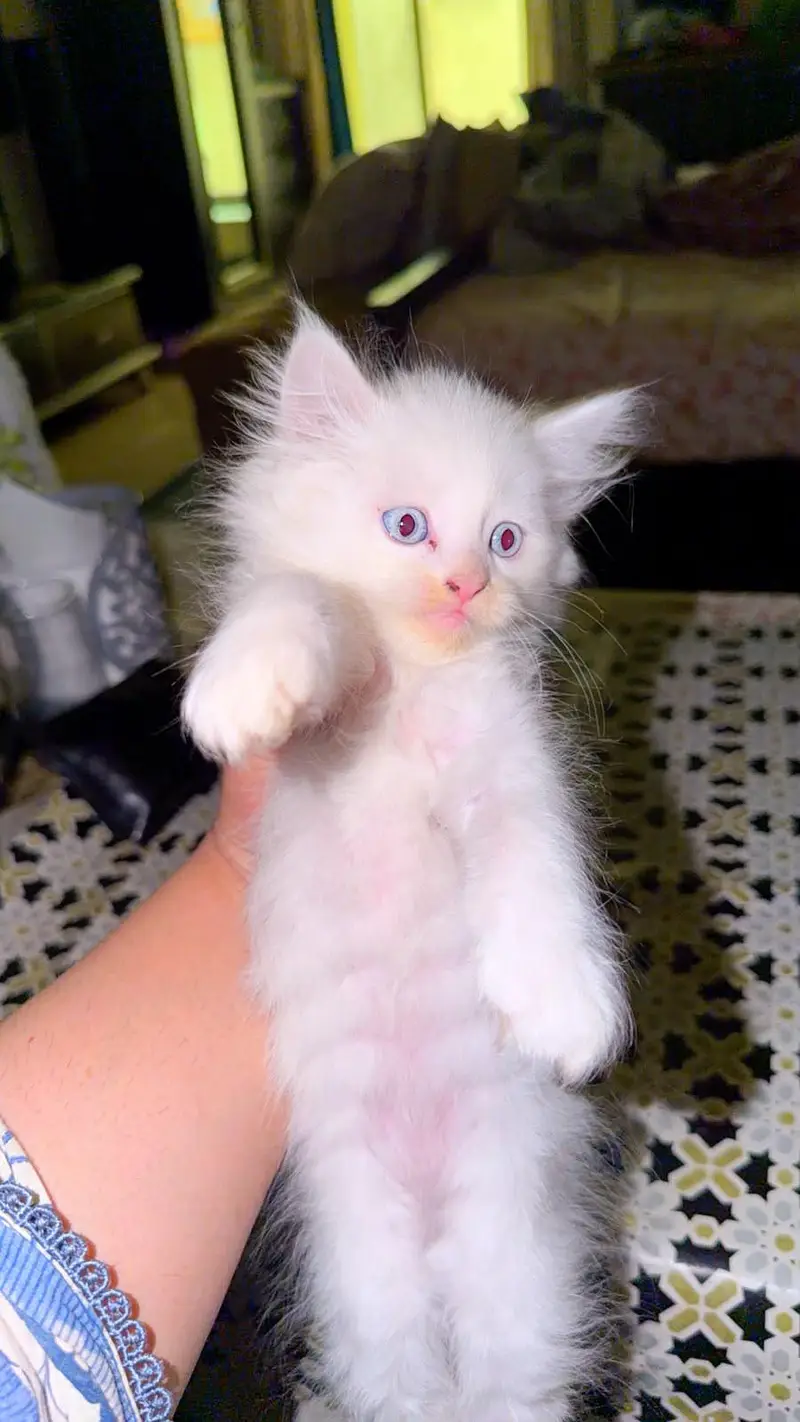 Gorgeous White Persian Fluffy Kittens | Blue Eyes | Triple Coat. — photo 4