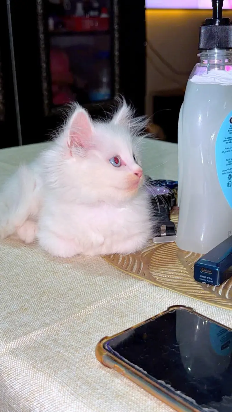 Gorgeous White Persian Fluffy Kittens | Blue Eyes | Triple Coat. — photo 5