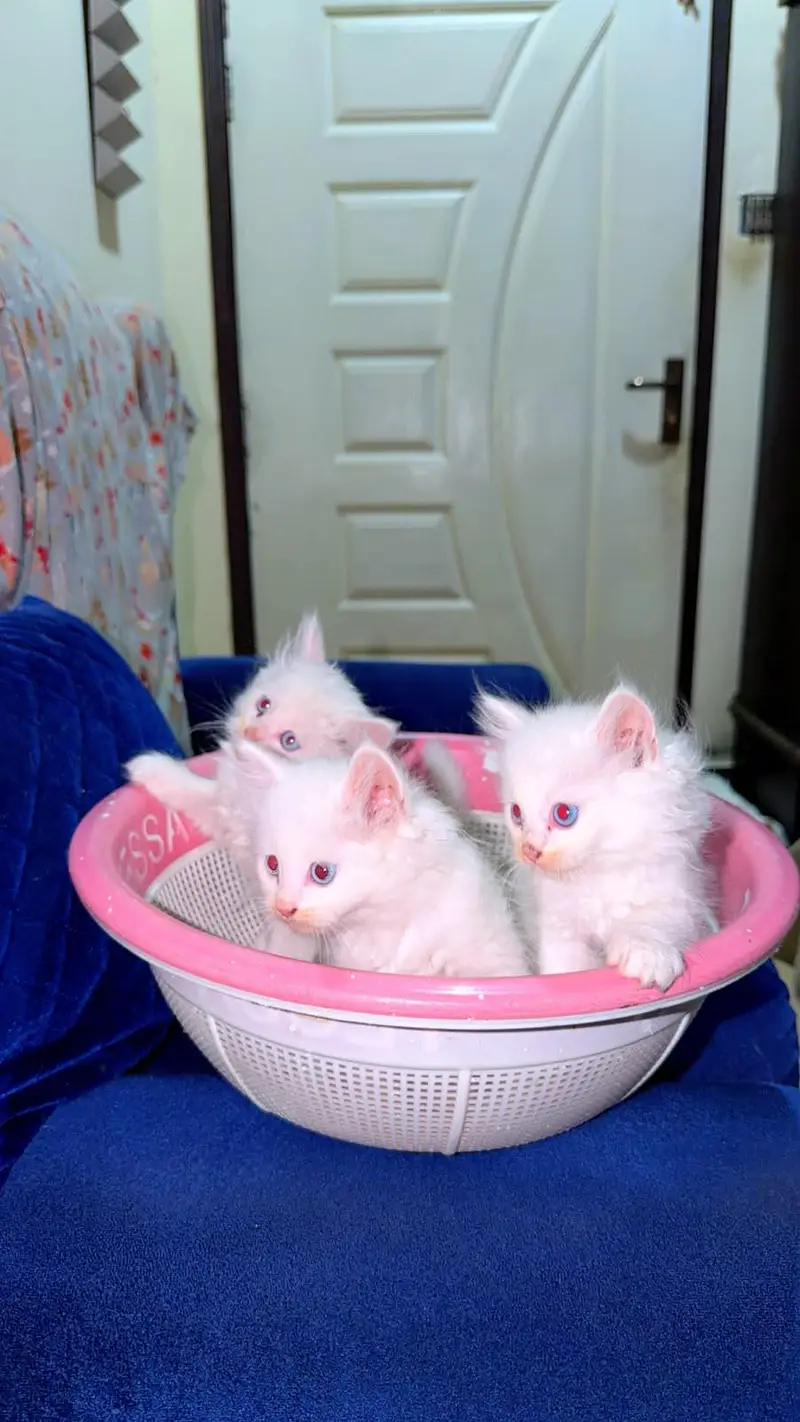 Gorgeous White Persian Fluffy Kittens | Blue Eyes | Triple Coat. — photo 6