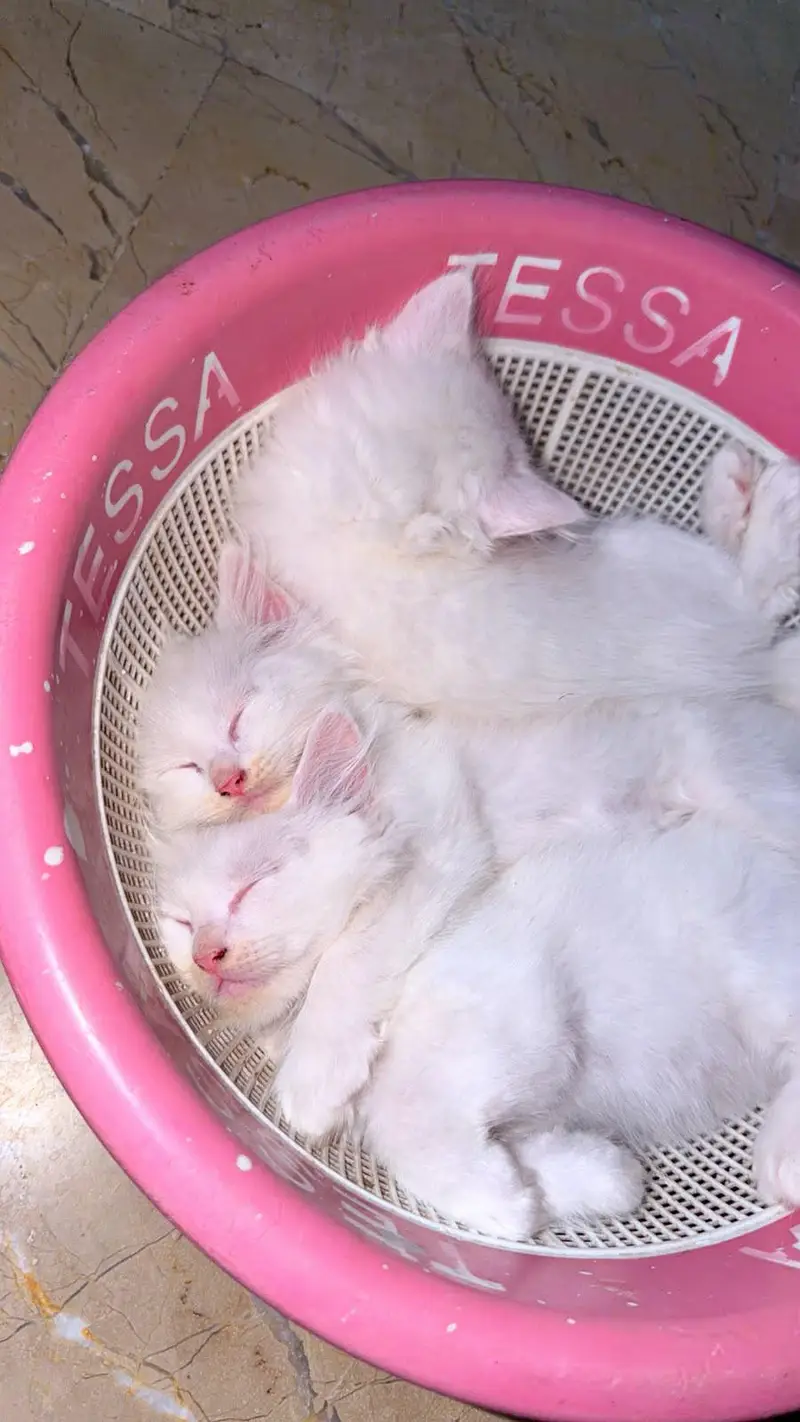 Gorgeous White Persian Fluffy Kittens | Blue Eyes | Triple Coat. — photo 7
