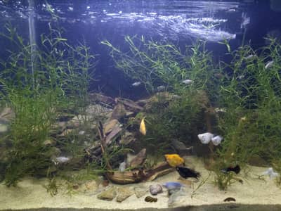 guppy grass and snails