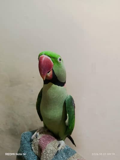 Raw parrot pair breeder