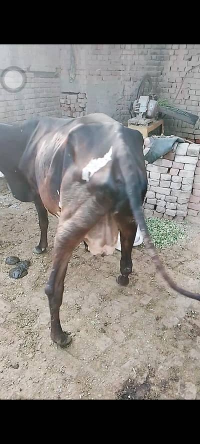 cow for sale