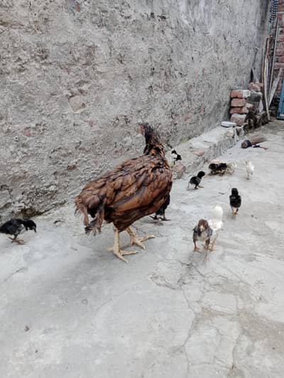 25 days old mix chick lasani plus Heera cheena cross