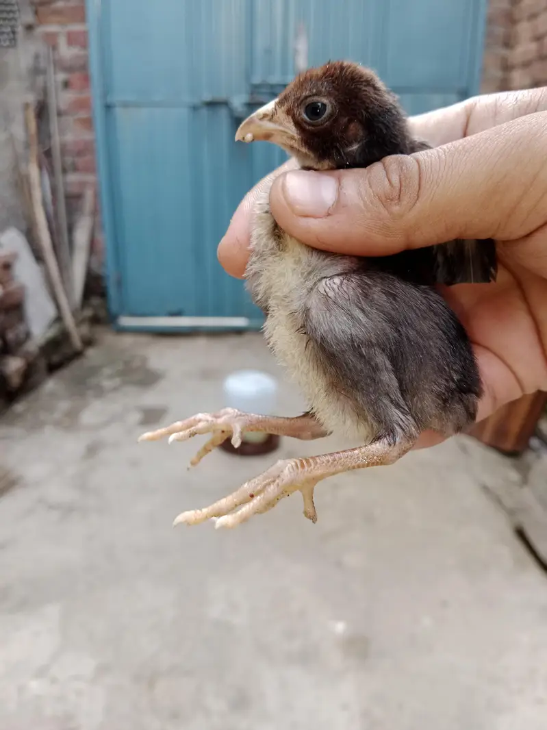 25 days old mix chick lasani plus Heera cheena cross — photo 2