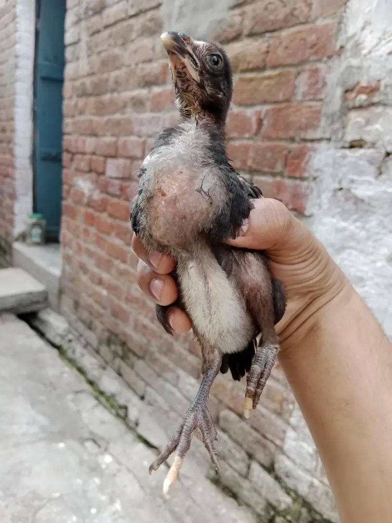 25 days old mix chick lasani plus Heera cheena cross — photo 3