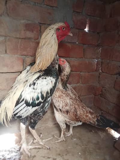 for sale